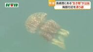  猛暑の影響？長崎港にタコクラゲが出現