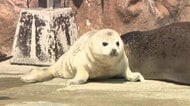 旭山動物園が29日と30日の臨時休園を発表　夏期開園は5月1日から　警察捜査に全面的に協力