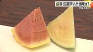 “金銀”の小玉スイカ「天気に恵まれ豊作」　福井市特産「金福・銀福すいか」目ぞろえ会　糖度は大玉を上回る13.7度