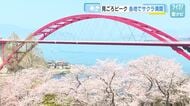 音戸の瀬戸公園のサクラが満開　橋の赤と桜のピンクが織りなすコントラスト　今週中ごろまで見ごろ　広島