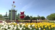 となみチューリップフェア開幕！ 過去最大300品種350万本が鮮やかに彩る　入場料値上げも観光客続々