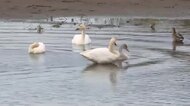 伊豆沼に今季初のハクチョウ飛来　冬の訪れ告げる８羽の姿〈宮城・栗原市〉