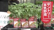 食材高騰の救世主！家庭菜園で楽しみながら家計を助ける「ミニトマト」驚きの1株から100個以上を収穫！？豊作への育てるコツも