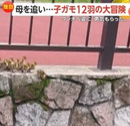 【独自】「ワンオペに勇気もらった」母追いかけ子ガモ12羽の“大…