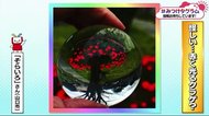 みつけタグラム 魔法の水晶?チューリップがクラゲに?【愛媛・山口】
