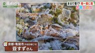 【お天気図鑑】「霜がキラキラ」（京都・亀岡市）