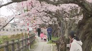 まもなく満開も…自粛ムードで花見客まばら【鳥取市袋川沿い桜並木】