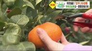 かんきつの季節本番! “王国”愛媛のオリジナルブランド「甘平」の収穫に挑戦【愛媛】