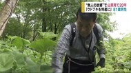 【特集】“無人の故郷で”山菜育て20年 「ウドブキを特産に」81歳男性