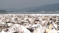 海岸に“白い異変”大量のカキ殻漂着　津波でさらに増加　海水浴場は今年も開設中止に【宮城・石巻】