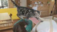 ネコ好き必見 背中の上が大好きなネコ…人懐っこい子が集まる猫カフェ “ネコファースト”で客も満足【新潟発】