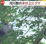 【厳戒態勢】“罠のエサ食い逃げ”クマが猛ダッシュで逃走　河川敷の木の上でスヤスヤ…捕獲失敗　県内出没件数は過去最多219件　岩手・釜石市