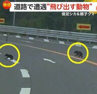 【独自】「ぶつかって事故らないか恐怖」バイクと並走する“俊足シカ”が目の前に飛び出す…“親子クマ”が現れ道路をよちよち横断