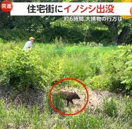 【出没】住宅街に体長90cmイノシシ…約6時間の大捕物の末に“逃走”　「決して刺激を与えないように」連日の目撃情報に警戒続く　山形・河北町