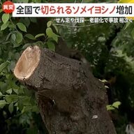 【なぜ】「樹齢60〜70年そろそろ寿命」ソメイヨシノ全国各地で剪定伐採　「“サクラ切るバカ”必要」老齢化で倒木事故…開催中止の桜まつりも