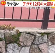 【独自】「ワンオペに勇気もらった」母追いかけ子ガモ12羽の“大冒険”　壁や道路超え…最後は高い橋から川にジャンプ　東京・足立区