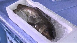 旬の味覚を堪能 宮古真鱈まつり <岩手・宮古市>