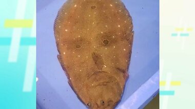 まるで侍…岩手に“ニュー人面魚”参上　鮮魚店のヒラメが子供たちに大人気「置いておかないと怒られる」
