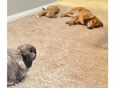 「入れさせません！」厳しすぎる先輩うさぎの“寝室入国管理”に力尽きた猫と犬…状況を飼い主に聞いた