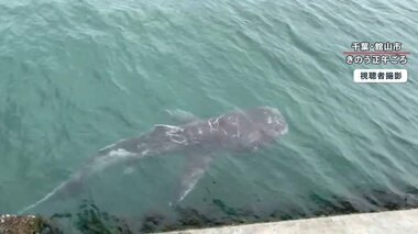 幻の巨大サメ「メガマウス」なぜ館山に 陸から発見は「奇跡」さかなクンも「ギョ」