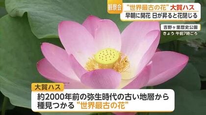 吉野ヶ里歴史公園で「世界最古の花」大賀ハスの早朝観賞会　【佐賀県】