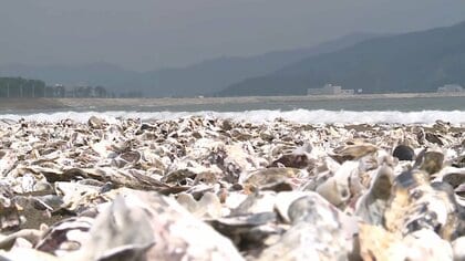 海岸に“白い異変”大量のカキ殻漂着　津波でさらに増加　海水浴場は今年も開設中止に【宮城・石巻】
