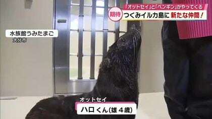 つくみイルカ島に「オットセイとペンギン」が仲間入り　7月末ごろ設備完成予定　大分