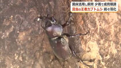 「角もピーンとしてつるつる！」カブトムシに子供たち夢中　福井市「美山かぶと普及会」今季は500匹が羽化