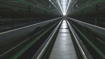 殺処分に至った経営者「お先真っ暗」…止まる気配ない“卵の高騰” 鳥インフルエンザに見舞われた養鶏農家の現状