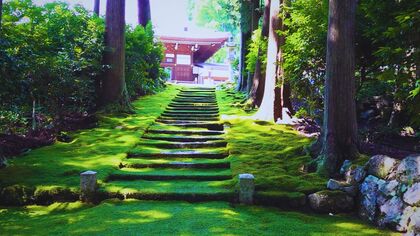 幻想的な光景がSNSで人気 木漏れ日が照らす青々としたコケ 小浜藩主の菩提寺「長英寺」