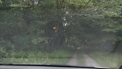 自宅近くを散歩中に遭遇　28歳男性がクマに襲われけが　病院に搬送も会話できる状態　秋田・仙北市