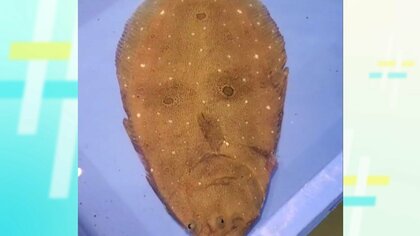 まるで侍…岩手に“ニュー人面魚”参上　鮮魚店のヒラメが子供たちに大人気「置いておかないと怒られる」