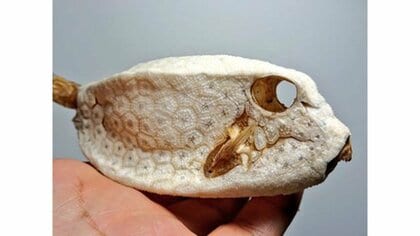 【期間限定特価】 海岸でハコフグの天然“骨格標本”を発見…よく見るとハニカム構造 標本用品