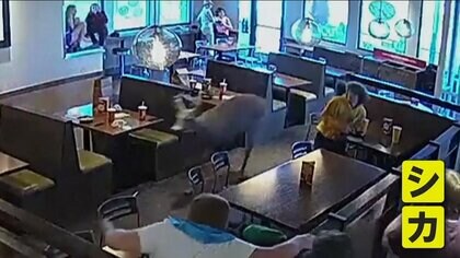 満席のレストランに突然シカが“乱入”　あわてて逃げ出す客　店はシカ乱入を記念したメニュー売り出す　米