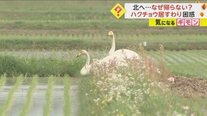 【頭を抱える農家】北に帰るはずの“ハクチョウ”が田んぼに居座る　稲をなぎ倒される被害　花火音も効果なし　岩手・平泉町