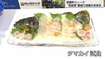水産業の夢と未来をかけた高級魚「タマカイ」養殖プロジェクト　地域の新たなブランドへ