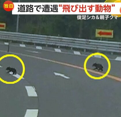 【独自】「ぶつかって事故らないか恐怖」バイクと並走する“俊足シカ”が目の前に飛び出す…“親子クマ”が現れ道路をよちよち横断
