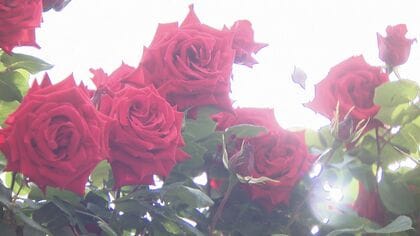 花や枝が切られ…丹精して育てたバラが無残な姿　市民の憩いの場でマナー違反続出【石川発】