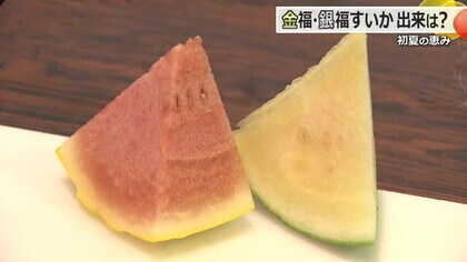 “金銀”の小玉スイカ「天気に恵まれ豊作」　福井市特産「金福・銀福すいか」目ぞろえ会　糖度は大玉を上回る13.7度