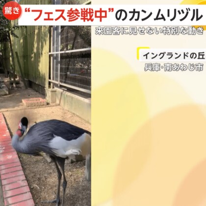 「見事な縦ノリ！」カンムリヅル“フェス参戦中”姿が話題　20秒以上首ブンブン…来園客に見せない求愛行動か　兵庫・南あわじ市「イングランドの丘」