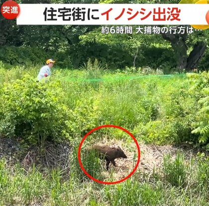 【出没】住宅街に体長90cmイノシシ…約6時間の大捕物の末に“逃走”　「決して刺激を与えないように」連日の目撃情報に警戒続く　山形・河北町