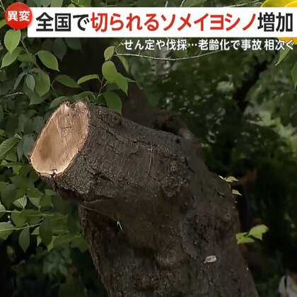 【なぜ】「樹齢60〜70年そろそろ寿命」ソメイヨシノ全国各地で剪定伐採　「“サクラ切るバカ”必要」老齢化で倒木事故…開催中止の桜まつりも