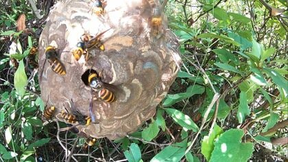 歩く振動だけで刺されてしまうリスクも…意外な場所にも巣を作る『スズメバチ』専門家が勧める“3つの対策”