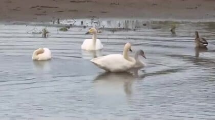 伊豆沼に今季初のハクチョウ飛来　冬の訪れ告げる８羽の姿〈宮城・栗原市〉
