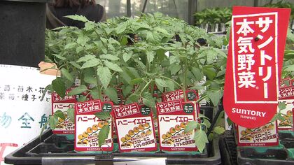 食材高騰の救世主！家庭菜園で楽しみながら家計を助ける「ミニトマト」驚きの1株から100個以上を収穫！？豊作への育てるコツも