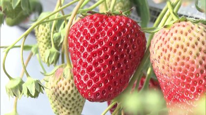 “最強”寒波でイチゴも“最強”の甘さに「寒いほど甘く」収穫量増で値下がりうれしいはずが…低気温で要ボイラーに結果コスト高