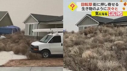 タンブルウィード」で家埋もれる “西部劇の定番”生活に深刻な