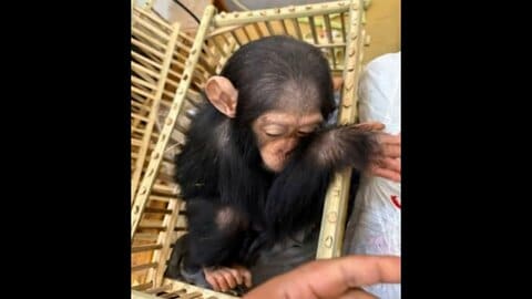 乗客荷物からチンパンジーの赤ちゃん3匹を保護　動物園で治療受けさせる　エジプト・カイロ国際空港
