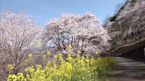 高知・仁淀川町で樹齢500年の「ひょうたん桜」が満開、菜の花との競演も　今週末が見頃