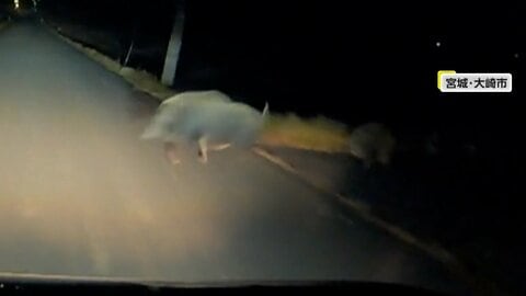 「ブヒっ！て言いながら逃げて」車の前に突然イノシシの列…3匹目に衝突　シカ激突で走行不能　紅葉狩りが台無し